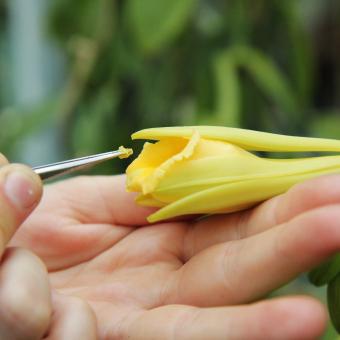 Vanilla flower being hand pollinated
